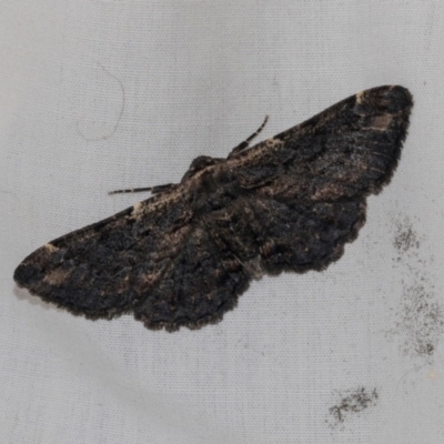 Pholodes sinistraria (Sinister or Frilled Bark Moth) at Higgins, ACT - 25 Jan 2024 by AlisonMilton