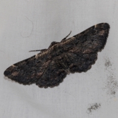 Pholodes sinistraria (Sinister or Frilled Bark Moth) at Higgins, ACT - 25 Jan 2024 by AlisonMilton