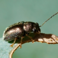 Eboo sp. (genus) (Eboo leaf beetle) at GG154 - 27 Jan 2024 by LisaH