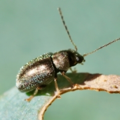 Eboo sp. (genus) at GG154 - 27 Jan 2024