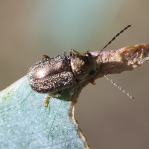 Eboo sp. (genus) at GG154 - 27 Jan 2024