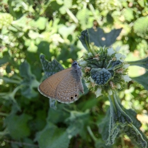 Nacaduba biocellata at Justice Robert Hope Reserve (JRH) - 27 Jan 2024