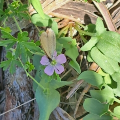 Nacaduba biocellata at Justice Robert Hope Reserve (JRH) - 27 Jan 2024