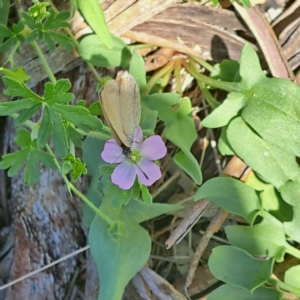 Nacaduba biocellata at Justice Robert Hope Reserve (JRH) - 27 Jan 2024