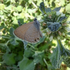 Nacaduba biocellata at Justice Robert Hope Reserve (JRH) - 27 Jan 2024