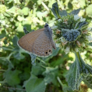 Nacaduba biocellata at Justice Robert Hope Reserve (JRH) - 27 Jan 2024