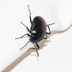 Chalcopteroides columbinus (Rainbow darkling beetle) at Higgins, ACT - 25 Jan 2024 by AlisonMilton