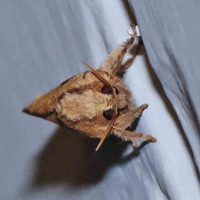 Elhamma australasiae (A Swift or Ghost moth (Hepialidae)) at Turner, ACT - 24 Jan 2024 by ConBoekel