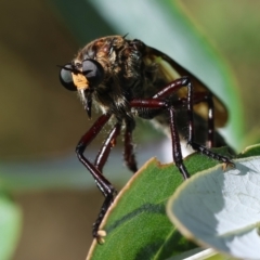 Unidentified Robber fly (Asilidae) at Hughes Grassy Woodland - 27 Jan 2024 by LisaH