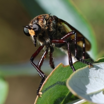 Unidentified Robber fly (Asilidae) at Hughes, ACT - 27 Jan 2024 by LisaH