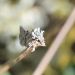 Heliocosma argyroleuca (A tortrix or leafroller moth) at Hughes, ACT - 27 Jan 2024 by LisaH