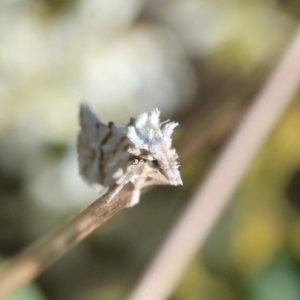 Heliocosma argyroleuca at Red Hill to Yarralumla Creek - 27 Jan 2024