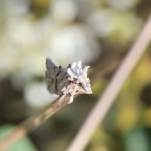 Heliocosma argyroleuca at Red Hill to Yarralumla Creek - 27 Jan 2024