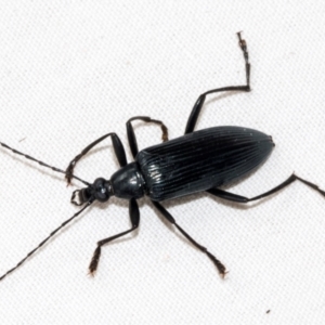 Tanychilus sp. (genus) at Higgins, ACT - 25 Jan 2024