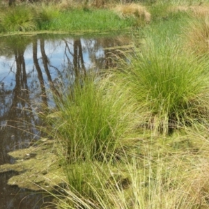 Carex appressa at Gunning Bush Block - 27 Jan 2024 01:33 PM