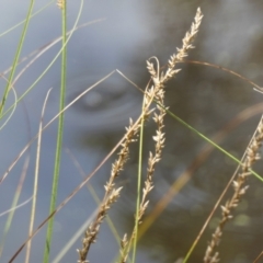 Carex appressa at Gunning Bush Block - 27 Jan 2024