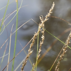 Carex appressa at Gunning Bush Block - 27 Jan 2024 01:33 PM