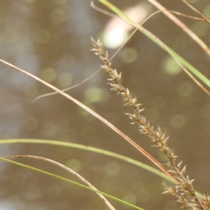 Carex appressa at Gunning Bush Block - 27 Jan 2024 01:33 PM