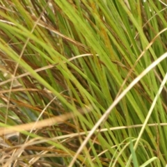 Carex appressa at Gunning Bush Block - 27 Jan 2024