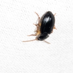 Carabidae sp. (family) (A ground beetle) at Higgins, ACT - 25 Jan 2024 by AlisonMilton