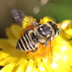 Megachile (Eutricharaea) macularis at Red Hill to Yarralumla Creek - 27 Jan 2024