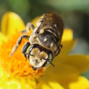 Megachile (Eutricharaea) macularis at Red Hill to Yarralumla Creek - 27 Jan 2024