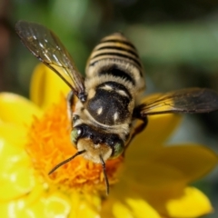 Megachile (Eutricharaea) macularis at Red Hill to Yarralumla Creek - 27 Jan 2024