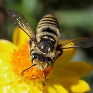 Megachile (Eutricharaea) macularis at Red Hill to Yarralumla Creek - 27 Jan 2024