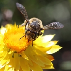 Megachile (Eutricharaea) macularis at Red Hill to Yarralumla Creek - 27 Jan 2024