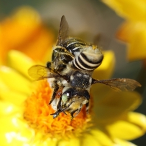 Megachile (Eutricharaea) macularis at Red Hill to Yarralumla Creek - 27 Jan 2024