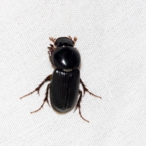 Acrossidius tasmaniae at Higgins, ACT - 25 Jan 2024 08:30 PM