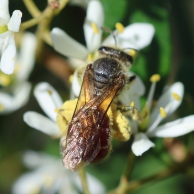Lasioglossum (Parasphecodes) sp. (genus & subgenus) (Halictid bee) at Hughes Grassy Woodland - 27 Jan 2024 by LisaH