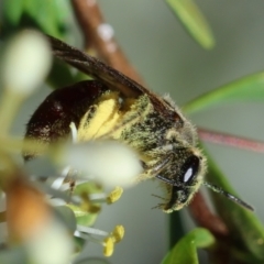 Lasioglossum (Parasphecodes) sp. (genus & subgenus) at Hughes Grassy Woodland - 27 Jan 2024