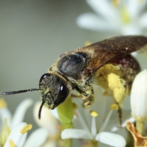 Lasioglossum (Parasphecodes) sp. (genus & subgenus) at Hughes Grassy Woodland - 27 Jan 2024