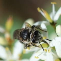 Lasioglossum (Chilalictus) sp. (genus & subgenus) (Halictid bee) at Hughes Grassy Woodland - 27 Jan 2024 by LisaH