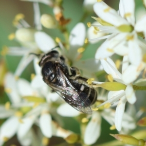 Lasioglossum (Chilalictus) sp. (genus & subgenus) at Red Hill to Yarralumla Creek - 27 Jan 2024