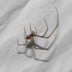 Theridiidae (family) at Higgins, ACT - 25 Jan 2024 09:40 AM