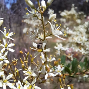 Mordellidae (family) at Justice Robert Hope Reserve (JRH) - 27 Jan 2024