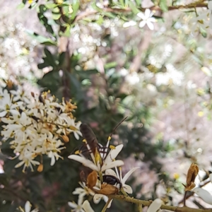 Syllitus microps at Justice Robert Hope Reserve (JRH) - 27 Jan 2024