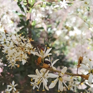 Syllitus microps at Justice Robert Hope Reserve (JRH) - 27 Jan 2024