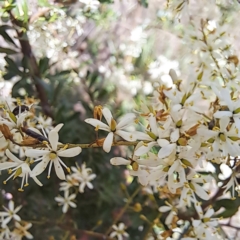 Syllitus microps at Justice Robert Hope Reserve (JRH) - 27 Jan 2024