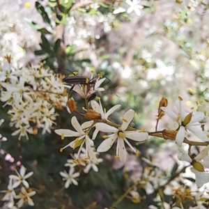 Syllitus microps at Justice Robert Hope Reserve (JRH) - 27 Jan 2024