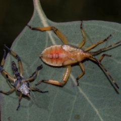 Amorbus (genus) (Eucalyptus Tip bug) at Higgins, ACT - 22 Jan 2024 by AlisonMilton