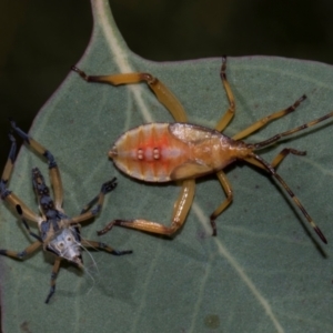 Amorbus sp. (genus) at Higgins, ACT - 22 Jan 2024