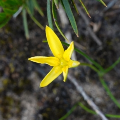 Hypoxis hygrometrica var. splendida (Golden Weather-grass) at Sassafras, NSW - 24 Jan 2024 by RobG1