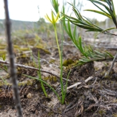 Hypoxis hygrometrica var. splendida at suppressed - 24 Jan 2024