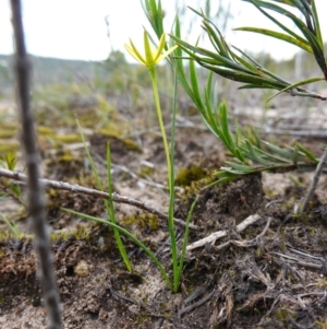 Hypoxis hygrometrica var. splendida at suppressed - 24 Jan 2024