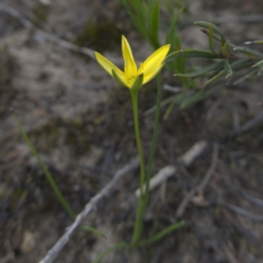 Hypoxis hygrometrica var. splendida at suppressed - 24 Jan 2024