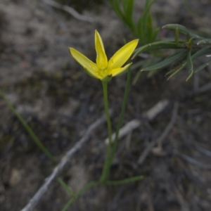 Hypoxis hygrometrica var. splendida at suppressed - 24 Jan 2024