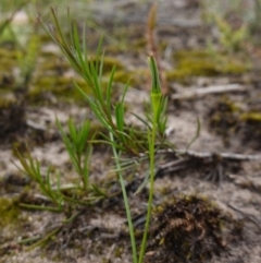 Hypoxis hygrometrica var. splendida at suppressed - 24 Jan 2024